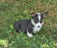 Lobo the low rider , a male Pembroke Welsh Corgi for sale in Pine Bush, NY – 9 of 10