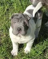 Trevor Blue flower mini brush, a male Chinese Shar-Pei and Miniature Shar-Pei for sale in Pine Bush, NY – 6 of 10