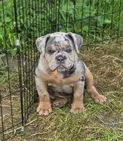 Sparkle blue and tan merle , a female English Bulldog for sale in Pine Bush, NY – 4 of 10