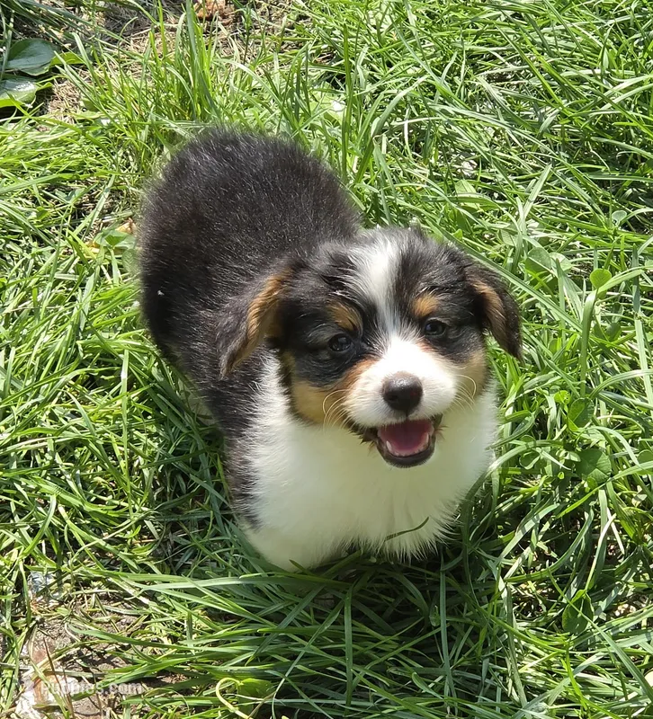 Muffin the fluffy  – Pembroke Welsh Corgi puppy for sale in Pine Bush, NY