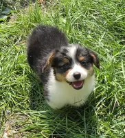 Muffin the fluffy , a female Pembroke Welsh Corgi for sale in Pine Bush, NY – 1 of 10