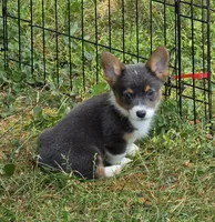 Lynx the low rider , a male Pembroke Welsh Corgi for sale in Pine Bush, NY – 9 of 10