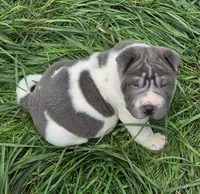Travis Blue flower bear coat mini , a male Chinese Shar-Pei and Miniature Shar-Pei for sale in Pine Bush, NY – 7 of 10