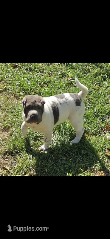 Blueberry mini flower  – Chinese Shar-Pei, Miniature Shar-Pei puppy for sale in Pine Bush, NY