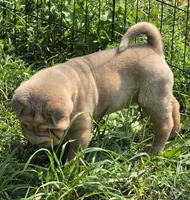 Larry, a male Chinese Shar-Pei and Miniature Shar-Pei for sale in Pine Bush, NY – 5 of 10