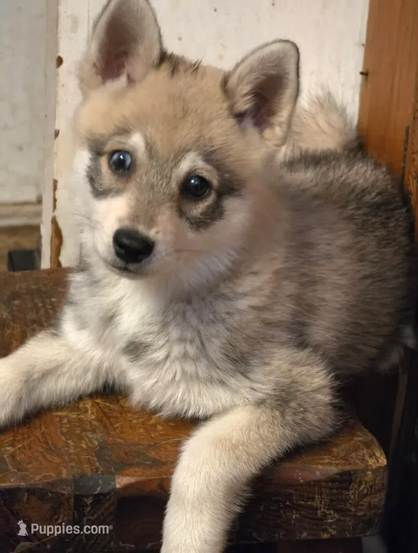 Bandit  – Alaskan Klee Kai puppy for sale in Pine Bush, NY