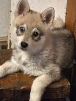 Bandit , a female Alaskan Klee Kai for sale in Pine Bush, NY – 1 of 10