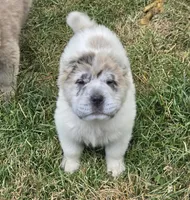 Nova blue merle flower bear , a female Chinese Shar-Pei and Miniature Shar-Pei for sale in Pine Bush, NY – 8 of 10