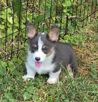 Larry the low rider , a male Pembroke Welsh Corgi for sale in Pine Bush, NY – 2 of 10
