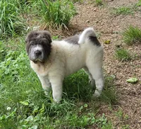 Tabitha blue flower bear mini , a female Chinese Shar-Pei and Miniature Shar-Pei for sale in Pine Bush, NY – 7 of 10