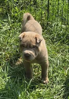 Lyla , a female Chinese Shar-Pei and Miniature Shar-Pei for sale in Pine Bush, NY – 4 of 10