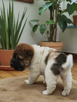 Marbles mini sable flower , a female Chinese Shar-Pei for sale in Pine Bush, NY – Photo 3 of 10