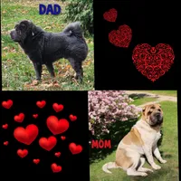 Marbles mini sable flower , a female Chinese Shar-Pei for sale in Pine Bush, NY – Photo 10 of 10