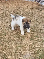 Marbles mini sable flower , a female Chinese Shar-Pei and Miniature Shar-Pei for sale in Pine Bush, NY – Photo 9 of 10