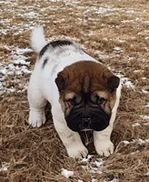 Marbles mini sable flower , a female Chinese Shar-Pei for sale in Pine Bush, NY – Photo 8 of 10