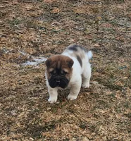 Marbles mini sable flower , a female Chinese Shar-Pei and Miniature Shar-Pei for sale in Pine Bush, NY – Photo 8 of 10
