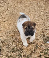 Marbles mini sable flower , a female Chinese Shar-Pei and Miniature Shar-Pei for sale in Pine Bush, NY – Photo 7 of 10