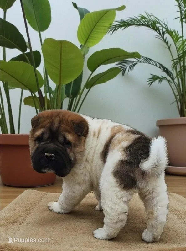 Marbles mini sable flower 