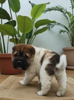 Marbles mini sable flower , a female Chinese Shar-Pei for sale in Pine Bush, NY – Photo 1 of 10