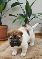 Marbles mini sable flower , a female Chinese Shar-Pei for sale in Pine Bush, NY – Photo 4 of 10