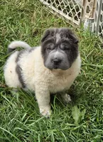 Tiny Tom blue flower bear mini , a male Chinese Shar-Pei and Miniature Shar-Pei for sale in Pine Bush, NY – 9 of 10