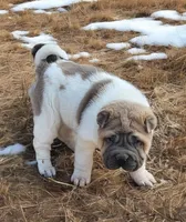 Isabella mini flower , a female Chinese Shar-Pei and Miniature Shar-Pei for sale in Pine Bush, NY – Photo 2 of 9