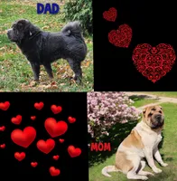 Isabella mini flower , a female Chinese Shar-Pei and Miniature Shar-Pei for sale in Pine Bush, NY – Photo 9 of 9