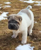 Isabella mini flower , a female Chinese Shar-Pei and Miniature Shar-Pei for sale in Pine Bush, NY – Photo 7 of 9