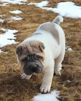 Isabella mini flower , a female Chinese Shar-Pei and Miniature Shar-Pei for sale in Pine Bush, NY – Photo 6 of 9