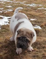 Isabella mini flower , a female Chinese Shar-Pei and Miniature Shar-Pei for sale in Pine Bush, NY – Photo 5 of 9