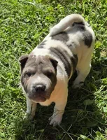 Blue Belle , a female Chinese Shar-Pei and Miniature Shar-Pei for sale in Pine Bush, NY – 3 of 8