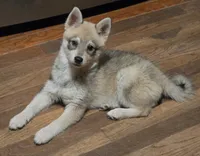 Bandit , a female Alaskan Klee Kai for sale in Pine Bush, NY – 7 of 10