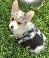 Stunning Stanley , a male Pembroke Welsh Corgi for sale in Pine Bush, NY – 3 of 9