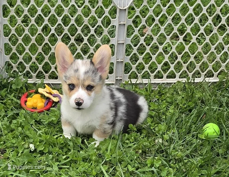 Stunning Stanley  – Pembroke Welsh Corgi puppy for sale in Pine Bush, NY
