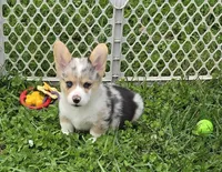 Stunning Stanley , a male Pembroke Welsh Corgi for sale in Pine Bush, NY – 1 of 9