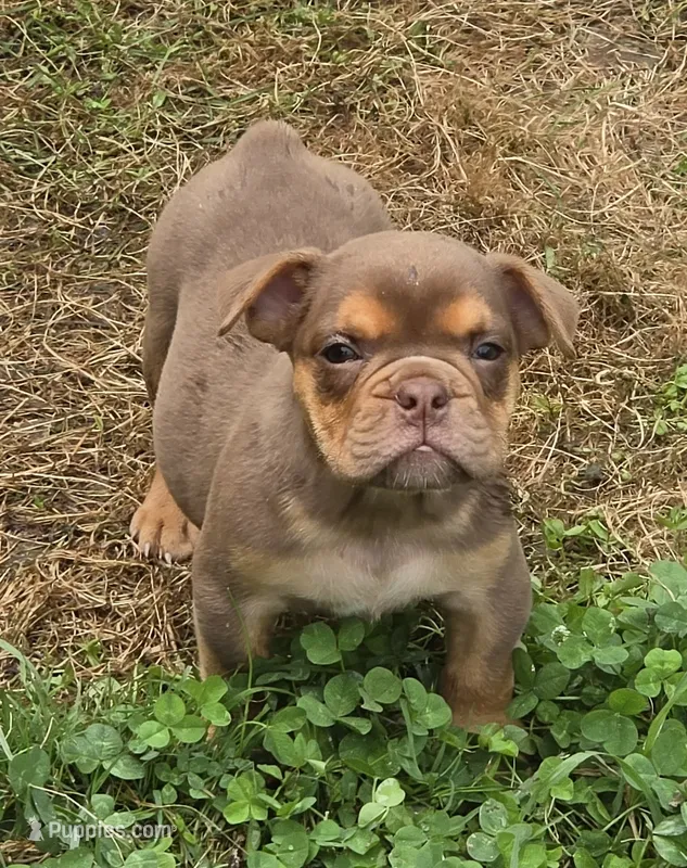 Tinkabelle chocolate and tan  – English Bulldog puppy for sale in Pine Bush, NY