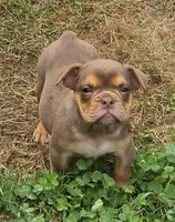 Tinkabelle chocolate and tan , a female English Bulldog for sale in Pine Bush, NY – 1 of 5