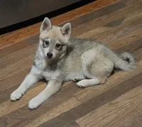 Bandit , a female Alaskan Klee Kai for sale in Pine Bush, NY – 9 of 10