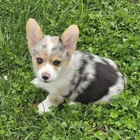 Stunning Stanley , a male Pembroke Welsh Corgi for sale in Pine Bush, NY – 5 of 9