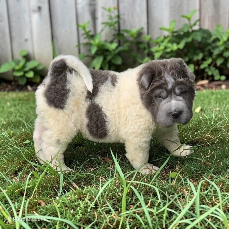 Tiny Tom blue flower bear mini  – Chinese Shar-Pei, Miniature Shar-Pei puppy for sale in Pine Bush, NY