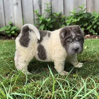 Tiny Tom blue flower bear mini , a male Chinese Shar-Pei and Miniature Shar-Pei for sale in Pine Bush, NY – 8 of 10