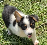 Oreo girl , a female Pembroke Welsh Corgi for sale in Pine Bush, NY – 4 of 10