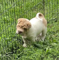 Leo Lilac flower brush mini, a male Chinese Shar-Pei and Miniature Shar-Pei for sale in Pine Bush, NY – 4 of 10