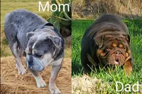 Tinsel lilac and tan merle , a female English Bulldog for sale in Pine Bush, NY – 10 of 10