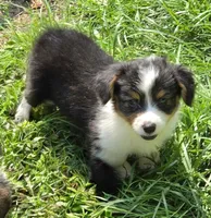 Muffin the fluffy , a female Pembroke Welsh Corgi for sale in Pine Bush, NY – 2 of 10
