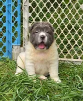 Tabitha blue flower bear mini , a female Chinese Shar-Pei and Miniature Shar-Pei for sale in Pine Bush, NY – 8 of 10