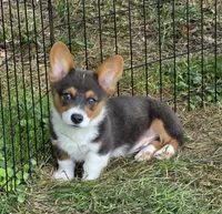 Lynx the low rider , a male Pembroke Welsh Corgi for sale in Pine Bush, NY – 1 of 10