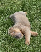 Roman, a male Chinese Shar-Pei and Miniature Shar-Pei for sale in Pine Bush, NY – 7 of 10