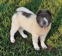 Tara blue flower bear coat mini , a female Chinese Shar-Pei and Miniature Shar-Pei for sale in Pine Bush, NY – 3 of 10