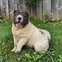 Tabitha blue flower bear mini , a female Chinese Shar-Pei and Miniature Shar-Pei for sale in Pine Bush, NY – 5 of 10